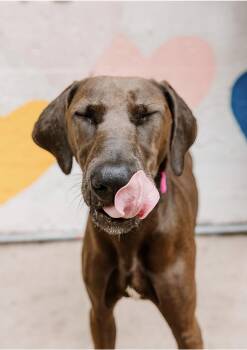 Willow -  Greyhound Dog for Adoption in Charlotte, North Carolina - Willow | PetCurious