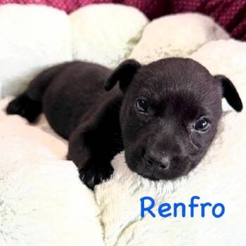 Terrier and Mixed Breed Dogs Available for Adoption in Tampa, Florida - Renfro | PetCurious