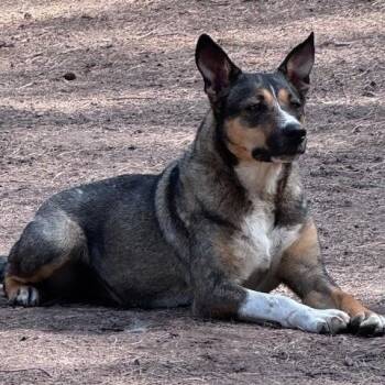 Pepper -  Australian Cattle Dog Blue Heeler Dog Available for Adoption in Superior, Montana - Pepper | PetCurious