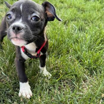 Chloe -  Pug and Terrier Dog for Adoption in Ferndale, Washington - Chloe | PetCurious