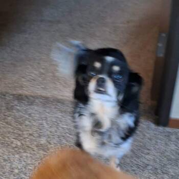 Cavalier King Charles Spaniel and Chihuahua Dogs Available for Adoption - Abby | PetCurious