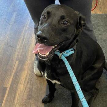 Mixed Breed Dogs Available for Adoption in Jeffersonville, Indiana - Derby | PetCurious