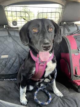 Labrador Retriever and Corgi Dogs Available for Adoption in Newnan, Georgia - Lilac | PetCurious