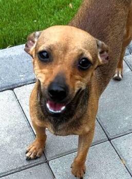 Brownie -  Chihuahua and Mixed Breed Dog for Adoption in Anthem, Arizona - Brownie | PetCurious