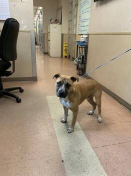 Pit Bull Terrier and Mixed Breed Dogs Available for Adoption in San Jose, California - TURQUOISE | PetCurious