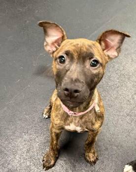 Mixed Breed and Pit Bull Terrier Dogs Available for Adoption in Oceanport, New Jersey - Dory | PetCurious