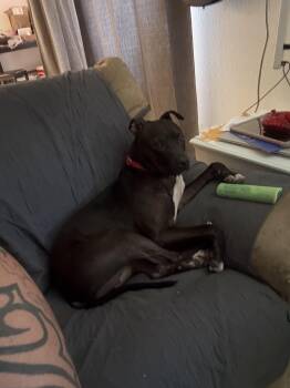 Pit Bull Terrier and Mixed Breed Dogs Available for Adoption in Glendale, Arizona - Squeaky | PetCurious
