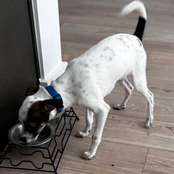 Pickled Carrot -  Chihuahua Dog for Adoption in Austin, Texas - Pickled Carrot | PetCurious
