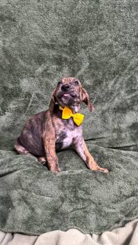 Beagle Dogs Available for Adoption in Knoxville, Tennessee - Bleier | PetCurious