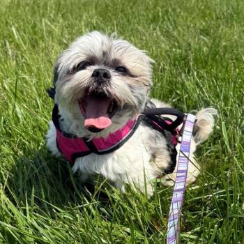 Lhasa Apso Dogs Available for Adoption in Hilton, New York - Lily | PetCurious