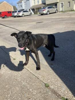 Mixed Breed Dogs Available for Adoption - ASPEN | PetCurious