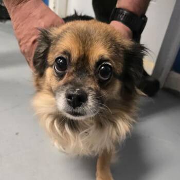 Mixed Breed Dogs Available for Adoption in Martinsburg, West Virginia - Skye | PetCurious