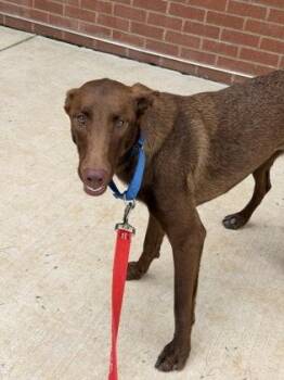 Canela -  Mixed Breed Dog for Adoption in Fairfax, Virginia - Canela | PetCurious