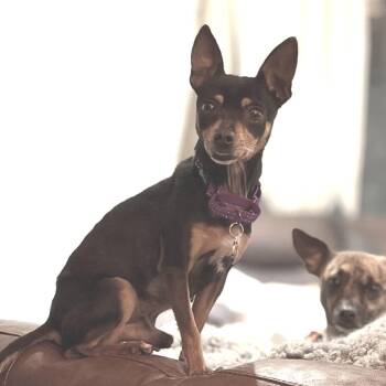 Chihuahua Dogs Available for Adoption - Indy | PetCurious