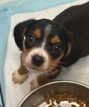 Molly -  Beagle Dog for Adoption in Scottsburg, Indiana - Molly | PetCurious