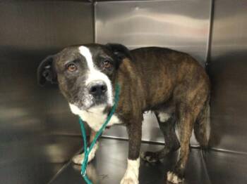 Pit Bull Terrier and Mixed Breed Dogs Available for Adoption in Thousand Palms, California - OATMEAL | PetCurious