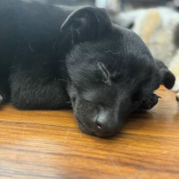 Kola -  Australian Cattle Dog Blue Heeler and Mixed Breed Dog Available for Adoption in Lions Bay, British Columbia - Kola | PetCurious