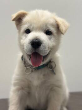 Rescue Akita and Husky Dogs for Adoption in Toronto, Ontario - Grando | PetCurious