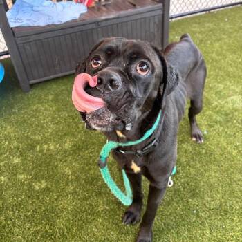Petunia -  Mastiff Dog for Adoption in Manchester, Pennsylvania - Petunia | PetCurious
