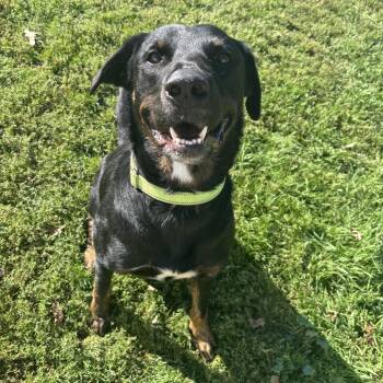 Rescue Rottweiler Dogs for Adoption in Wadena, Minnesota - Baldwin | PetCurious