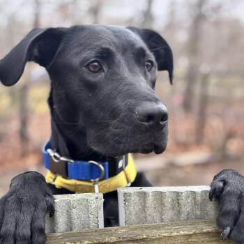 Black Labrador Retriever Dogs Available for Adoption in Andover, Massachusetts - Ella Mae Momma Skates - Local Lady | PetCurious