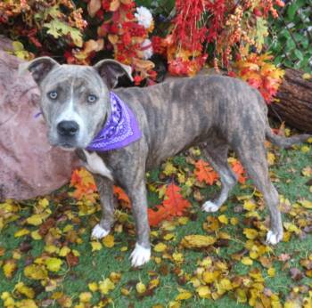 Rescue Pit Bull Terrier Dogs for Adoption in Oklahoma City, Oklahoma - BEBE 465746 | PetCurious