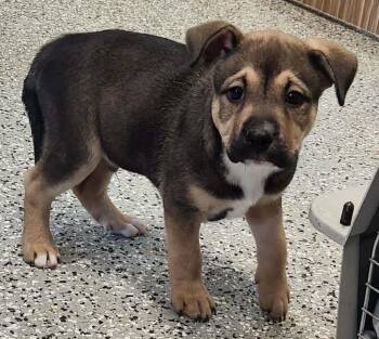 Yellow Labrador Retriever and Husky Dogs Available for Adoption in Republic, Missouri - Remington | PetCurious