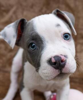 Lucky -  Pit Bull Terrier Dog for Adoption in Encinitas, California - Lucky | PetCurious
