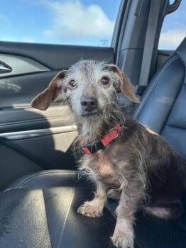 Rita -  Dachshund Dog for Adoption in Shawnee, Oklahoma - Rita | PetCurious
