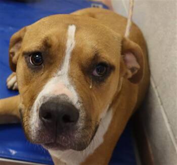 Rescue Mixed Breed Dogs for Adoption in Columbia, South Carolina - LEXI | PetCurious