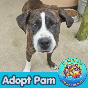 Mixed Breed Dogs Available for Adoption - Pam | PetCurious