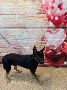 German Shepherd Dog Dogs Available for Adoption - TARZAN | PetCurious