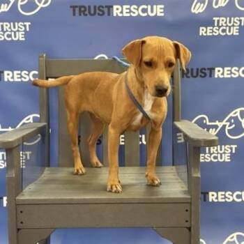 BINDY -  Dachshund and Terrier Dog for Adoption in Waterford, New Jersey - BINDY | PetCurious