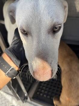 Rescue Shepherd and Mixed Breed Dogs for Adoption in Fresno, California - Doodle Doo | PetCurious