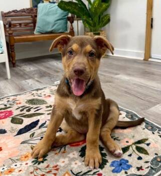 Willa Wigglebutt -  Labrador Retriever and Australian Shepherd Dog for Adoption in Friendswood, Texas - Willa Wigglebutt | PetCurious