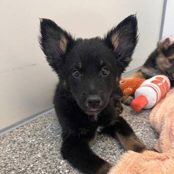 Admiral Paws -  German Shepherd Dog and Border Collie Dog for Adoption in Murray, Utah - Admiral Paws | PetCurious