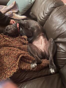 Pepper -  Labrador Retriever Dog for Adoption in Ocean Township, New Jersey - Pepper | PetCurious