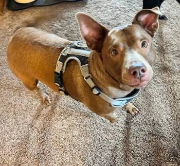 Rescue Labrador Retriever Dogs for Adoption in Ocala, Florida - Sugar | PetCurious