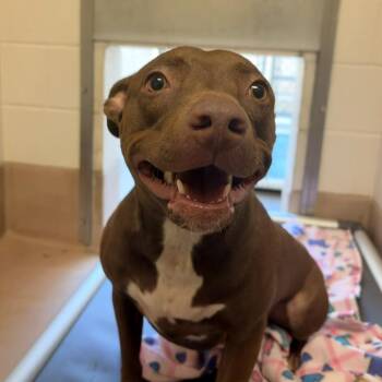 Gia -  American Bulldog Dog for Adoption in Reno, Nevada - Gia | PetCurious