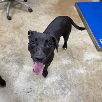Tesla - 071506U -  Labrador Retriever and Mixed Breed Dog for Adoption in Tupelo, Mississippi - Tesla - 071506U | PetCurious