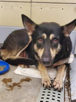 VENUS -  German Shepherd Dog and Mixed Breed Dog for Adoption in Houston, Texas - VENUS | PetCurious