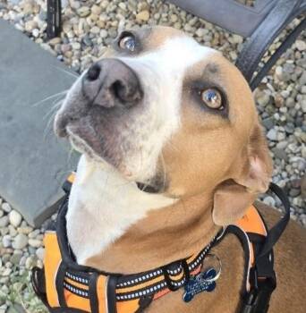 Rescue Mixed Breed Dogs for Adoption in Nashville, Tennessee - Sage | PetCurious