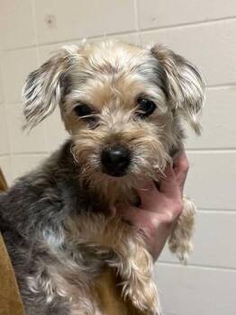 Yorkshire Terrier and Mixed Breed Dogs Available for Adoption - Abby | PetCurious