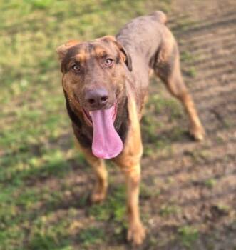 Shepherd Dogs Available for Adoption - Rowan | PetCurious