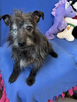 Terrier Dogs Available for Adoption in Cedartown, Georgia - Wookie | PetCurious
