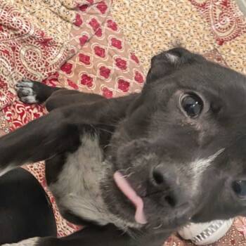 Rescue Shepherd Dogs for Adoption in Chattanooga, Tennessee - Frankie Stein | PetCurious