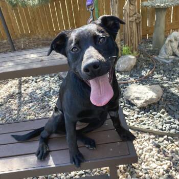 Nevada -  Black Labrador Retriever Dog for Adoption in Cheyenne, Wyoming - Nevada | PetCurious
