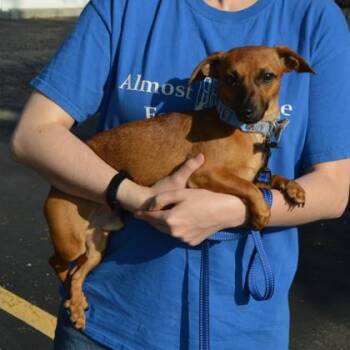 Mikey -  Chihuahua and Mixed Breed Dog for Adoption in Elk Grove Village, Illinois - Mikey | PetCurious