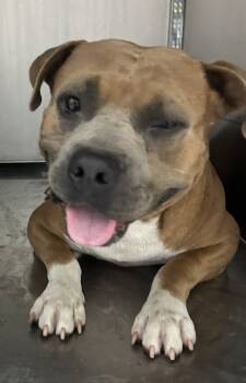 Rescue Pit Bull Terrier and Mixed Breed Dogs for Adoption in Fort Worth, Texas - 59359621 | PetCurious