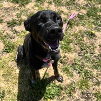 Gurley -  Mixed Breed Dog for Adoption in Spokane, Washington - Gurley | PetCurious